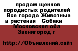 продам щенков породистых родителей - Все города Животные и растения » Собаки   . Московская обл.,Звенигород г.